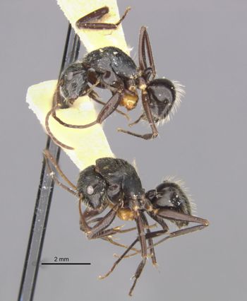 Media type: image;   Entomology 21604 Aspect: habitus lateral view